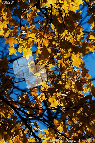 Image of autumn leaves