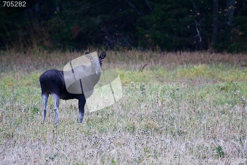 Image of Moose 