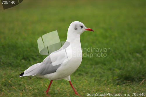Image of seagull portrait