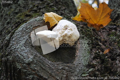 Image of White Mushroom On The Tree