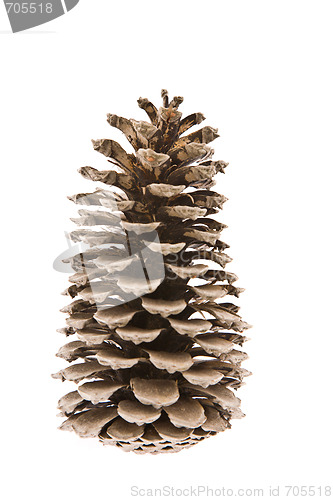 Image of The cedar cone