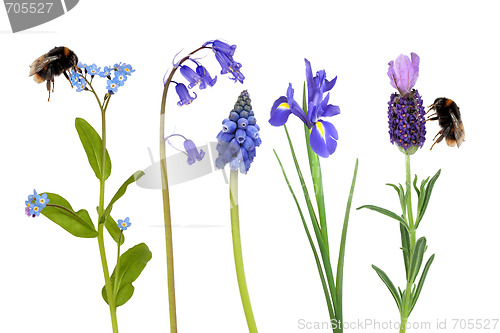 Image of Bumble Bees and Spring Flowers