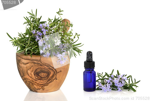 Image of Culinary and Medicinal Herbs
