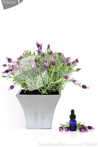 Image of Lavender Herb Plant and Essence 