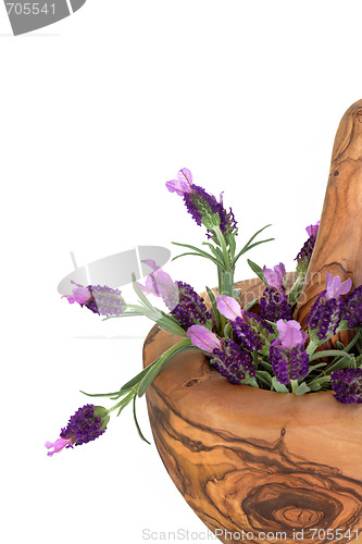 Image of Lavender Herb Flowers