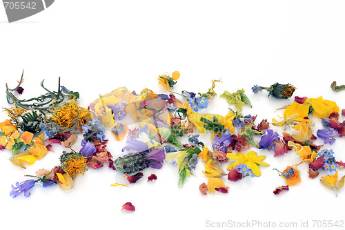 Image of Scattered Flowers and Herbs