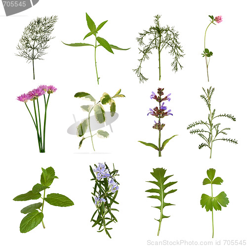 Image of Herb  Leaf Variety