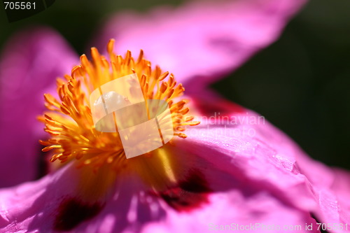 Image of Pink Rockrose