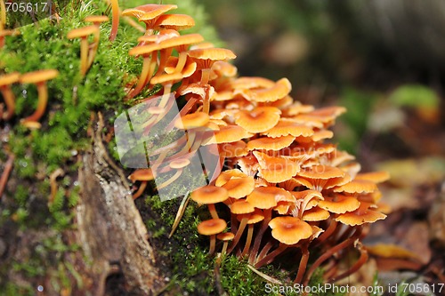 Image of Poisonous mushrooms