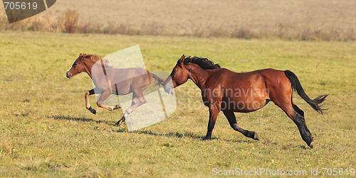 Image of Horses running