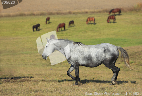 Image of Herd of horses