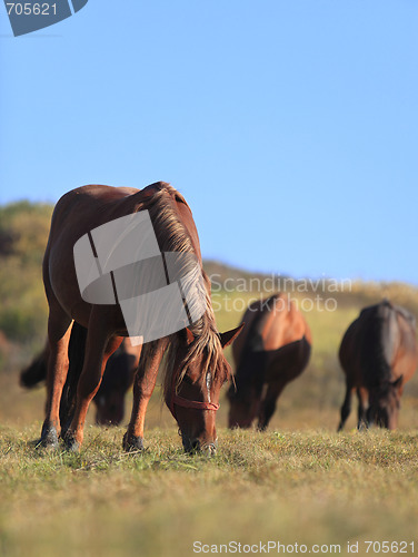 Image of Horses grazing