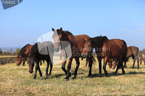 Image of Herd of horses