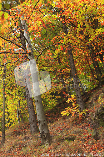 Image of Forest in the autumn