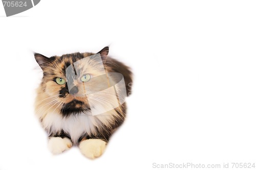 Image of Cat