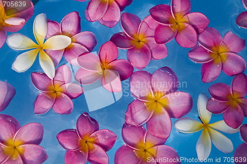 Image of Floating Flowers