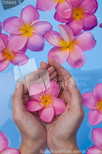 Image of Hands and Frangipanis in a Spa Pool