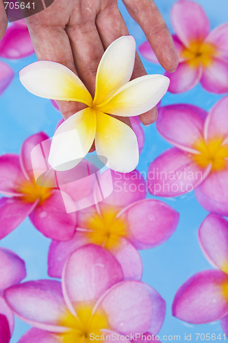 Image of Hands and Frangipanis in a Spa Pool