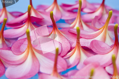 Image of Floating Flowers