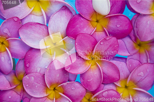Image of Floating Flowers