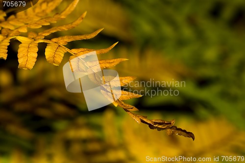 Image of Firn in autumn