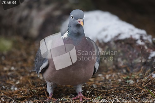 Image of Wood pigeon