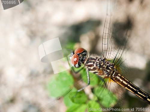 Image of Dragonfly Macro