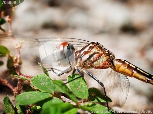 Image of Dragonfly Macro