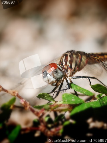 Image of Dragonfly Macro