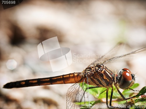 Image of Dragonfly Macro