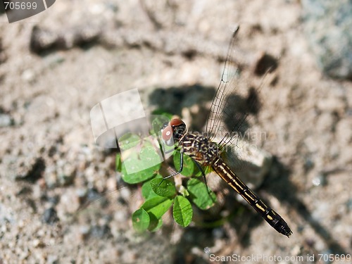 Image of Dragonfly Macro
