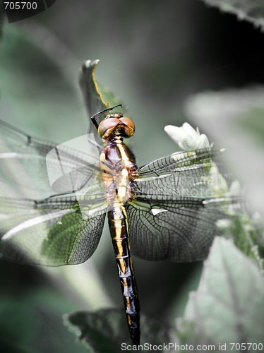 Image of Dragonfly Macro