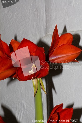 Image of red amaryllis