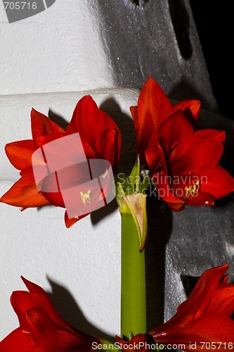 Image of red amaryllis