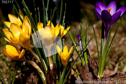 Image of Crocus