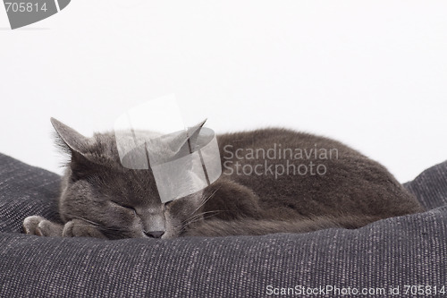 Image of sleepy gray cat