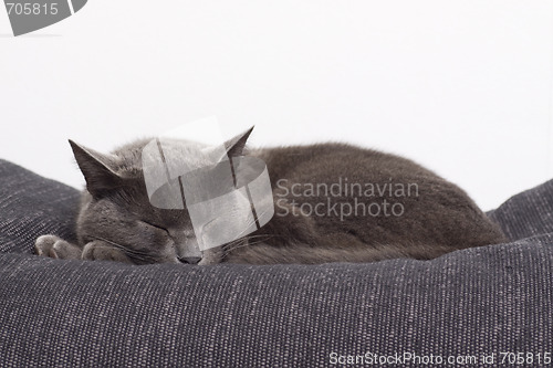 Image of sleepy gray cat