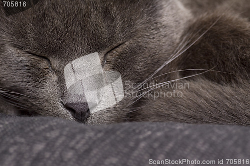 Image of sleepy gray cat