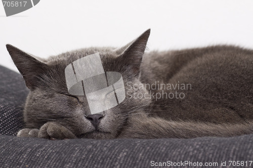Image of sleepy gray cat