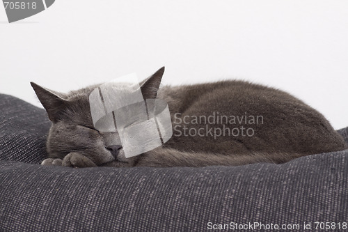 Image of sleepy gray cat