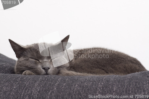 Image of sleepy gray cat