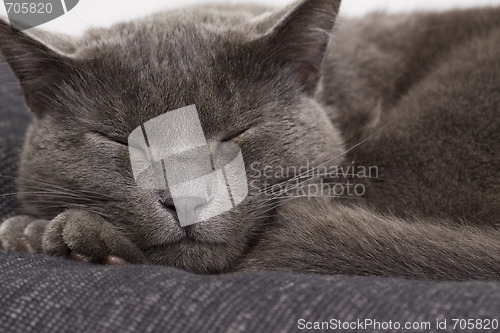 Image of sleepy gray cat