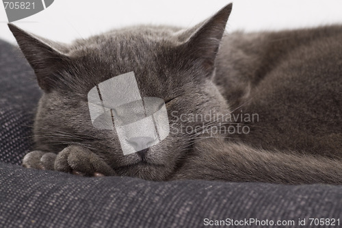 Image of sleepy gray cat