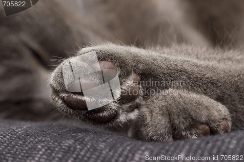Image of cute gray paw