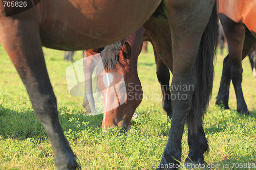 Image of Horses grazing
