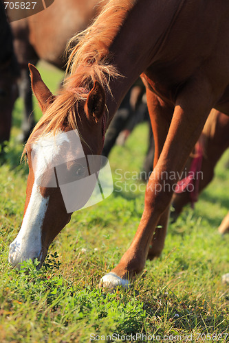Image of Horse grazing