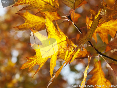 Image of Red oak leaves