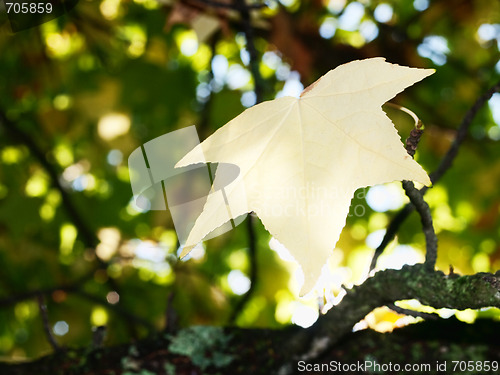 Image of Autumn leaves