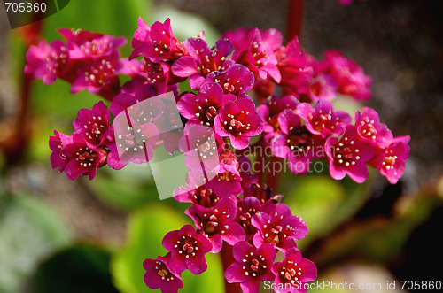 Image of Bergenia Flowers