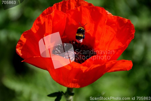 Image of Bumblebee in Oriental Poppy